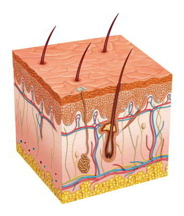 electrolysis hair removal